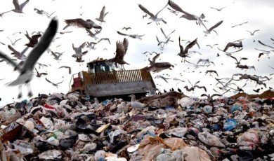 The Urgent Need to Address Environmental Issues: Examining Climate Change, Deforestation, and Water Pollution